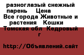 разноглазый снежный парень. › Цена ­ 10 000 - Все города Животные и растения » Кошки   . Томская обл.,Кедровый г.